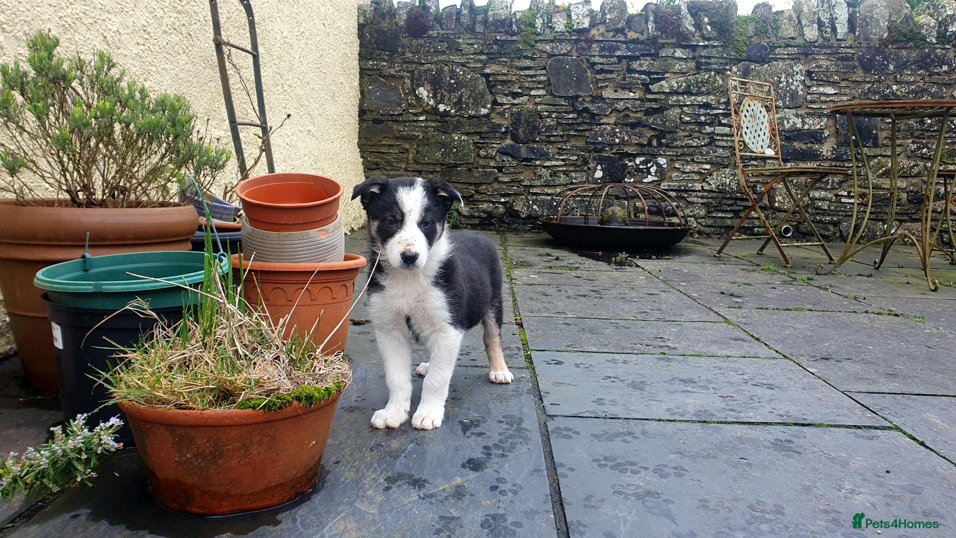 Border Collie dogs Gorgeous Border Collie Puppy - Advert 9
