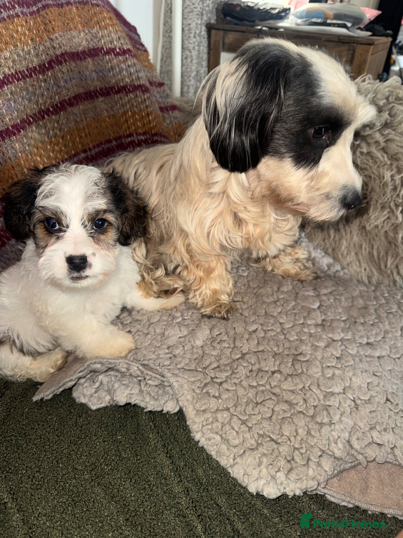 Mixed Breed dogs 🐾£750 last Male Terrier Puppy – Ready Now 🐾 - Advert 2
