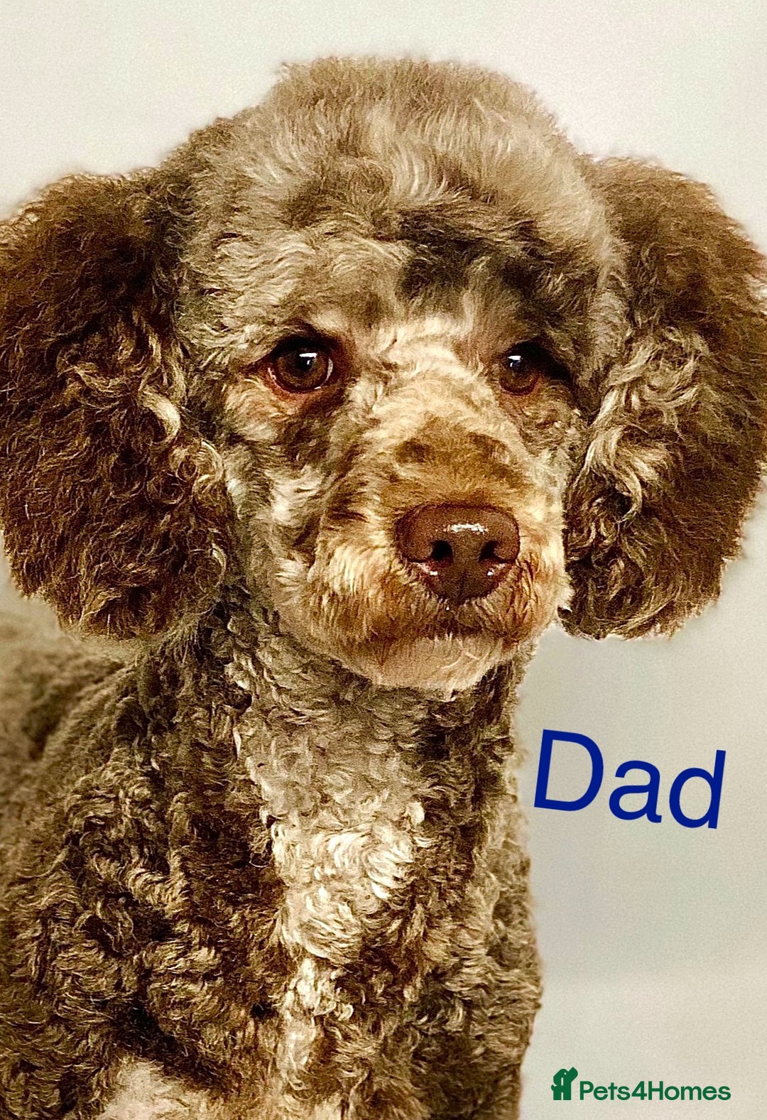 Cockapoo dogs for sale: F1 Cockapoo Puppies - Advert 6