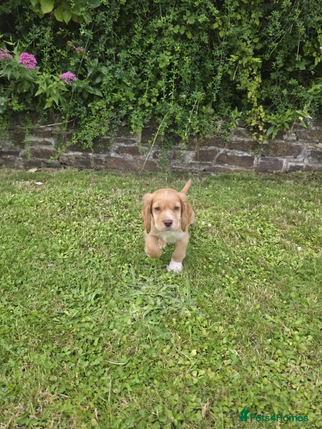 Cocker Spaniel dogs for sale: Cocker spaniel puppy in Kingsbridge - Advert 6