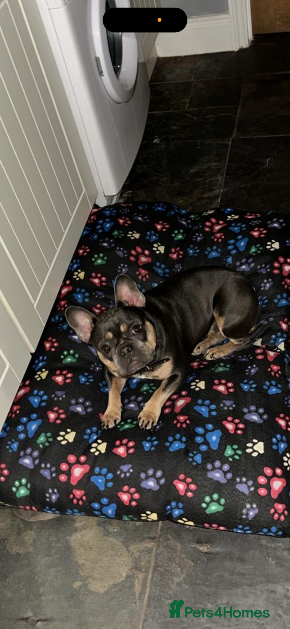French Bulldog dogs Blue and tan French bulldog female  - Advert 1