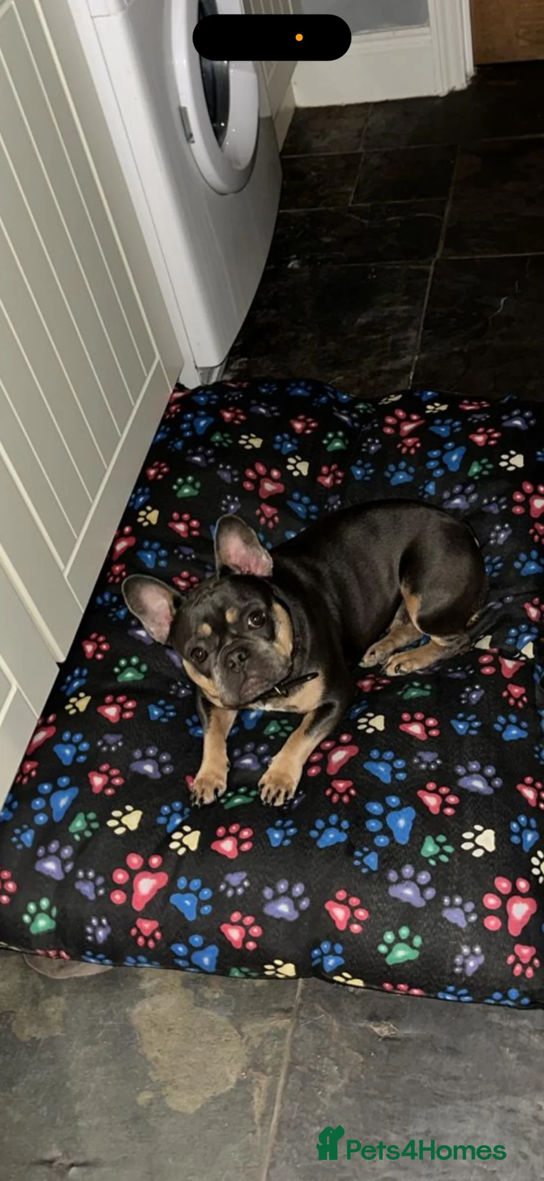 French Bulldog dogs for adoption: Blue and tan French bulldog female  - Advert 1