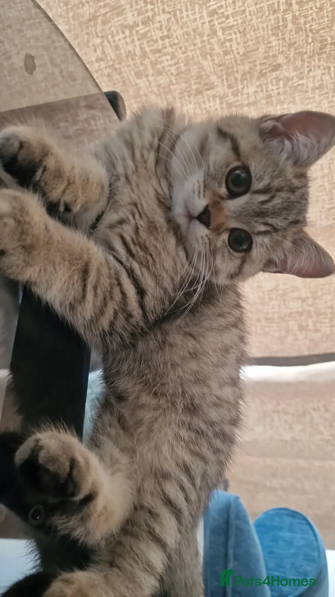 British Shorthair cats for sale: Tabby british shorthair - Advert 1