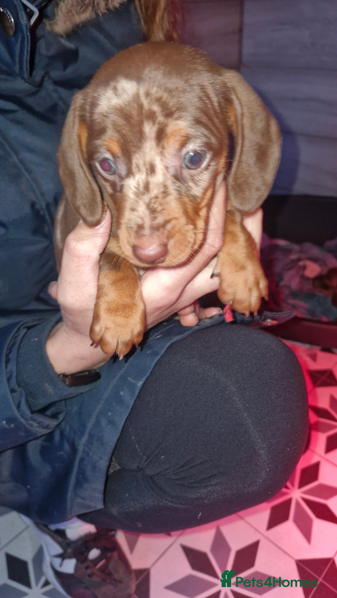 Miniature Dachshund dogs for sale: 3 beautiful mini sausages - Advert 7