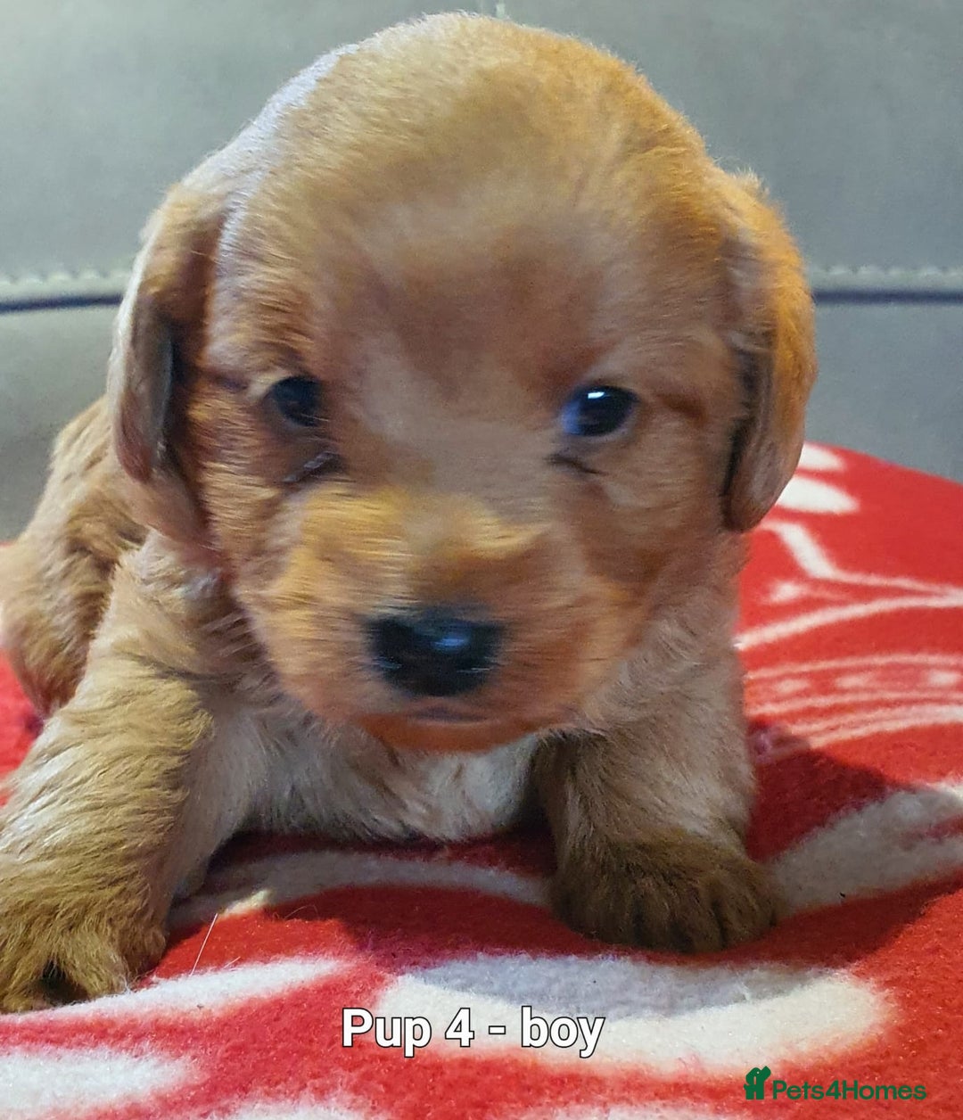 Labradoodle dogs for sale: F1B Miniature Labradoodles - Advert 8