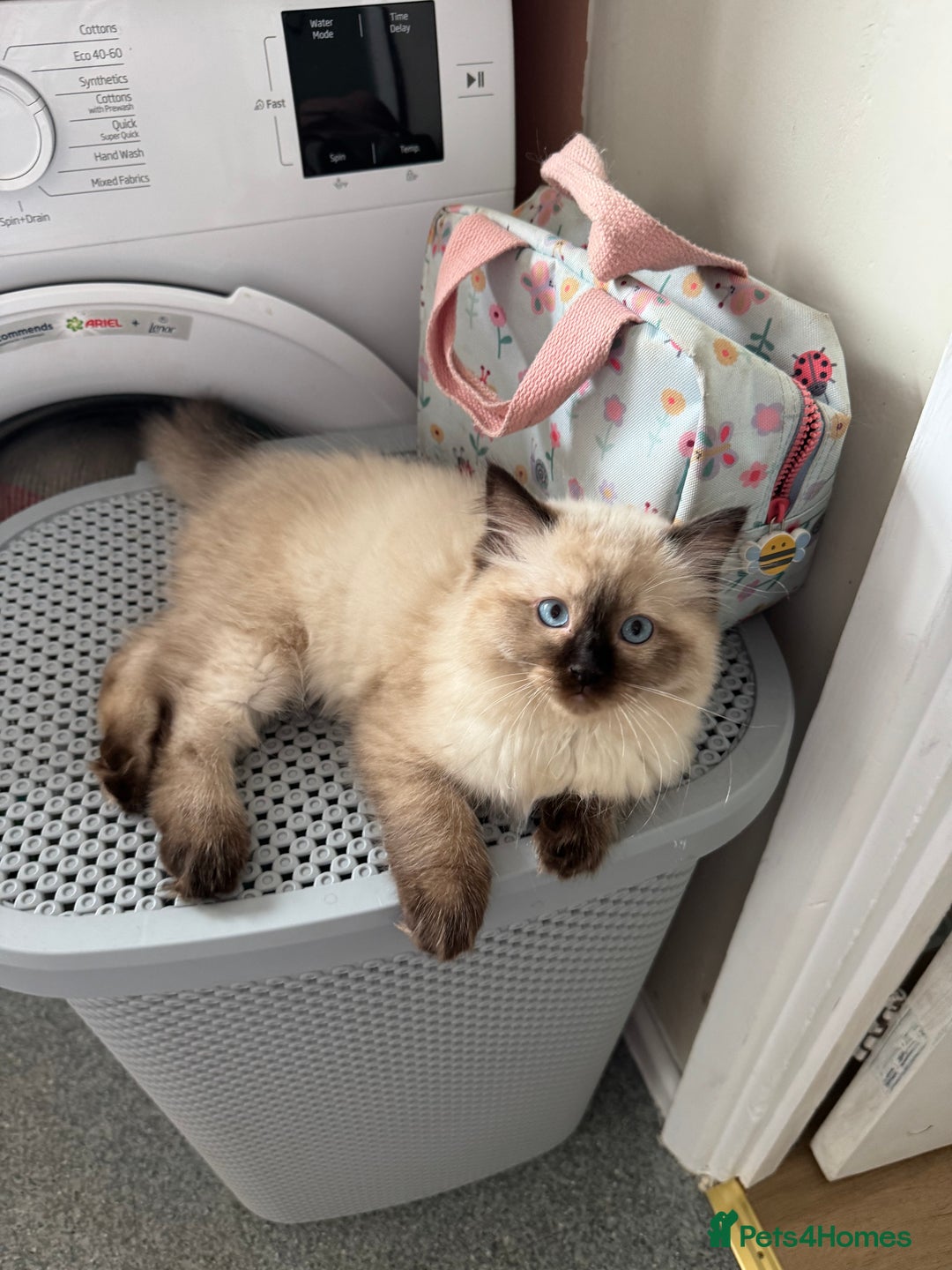 Ragdoll cats for sale: Beautiful seal point male - Image 10