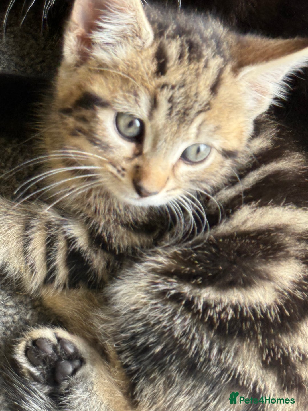 British Shorthair cats for sale: Kittens for Sale - Image 3