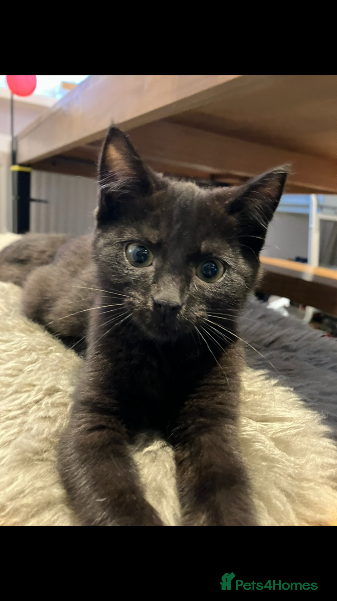 Mixed Breed cats for sale: The cutest little kittens for sale  - Advert 3