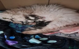 Scottish Fold cats for sale: RARE Triple folded ear Scottish fold kittens  - Image 15