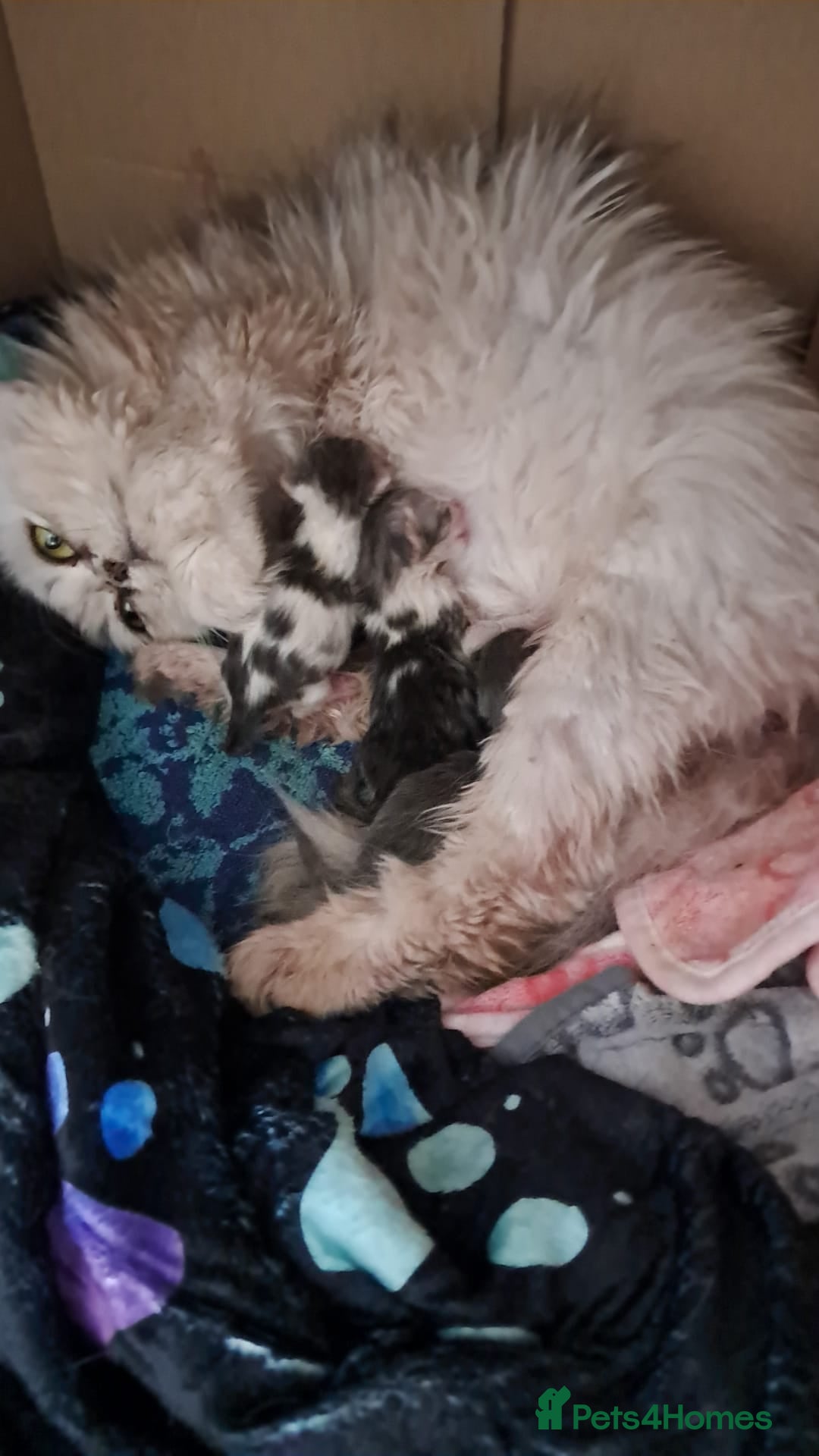 Scottish Fold cats for sale: RARE Triple folded ear Scottish fold kittens  - Image 15