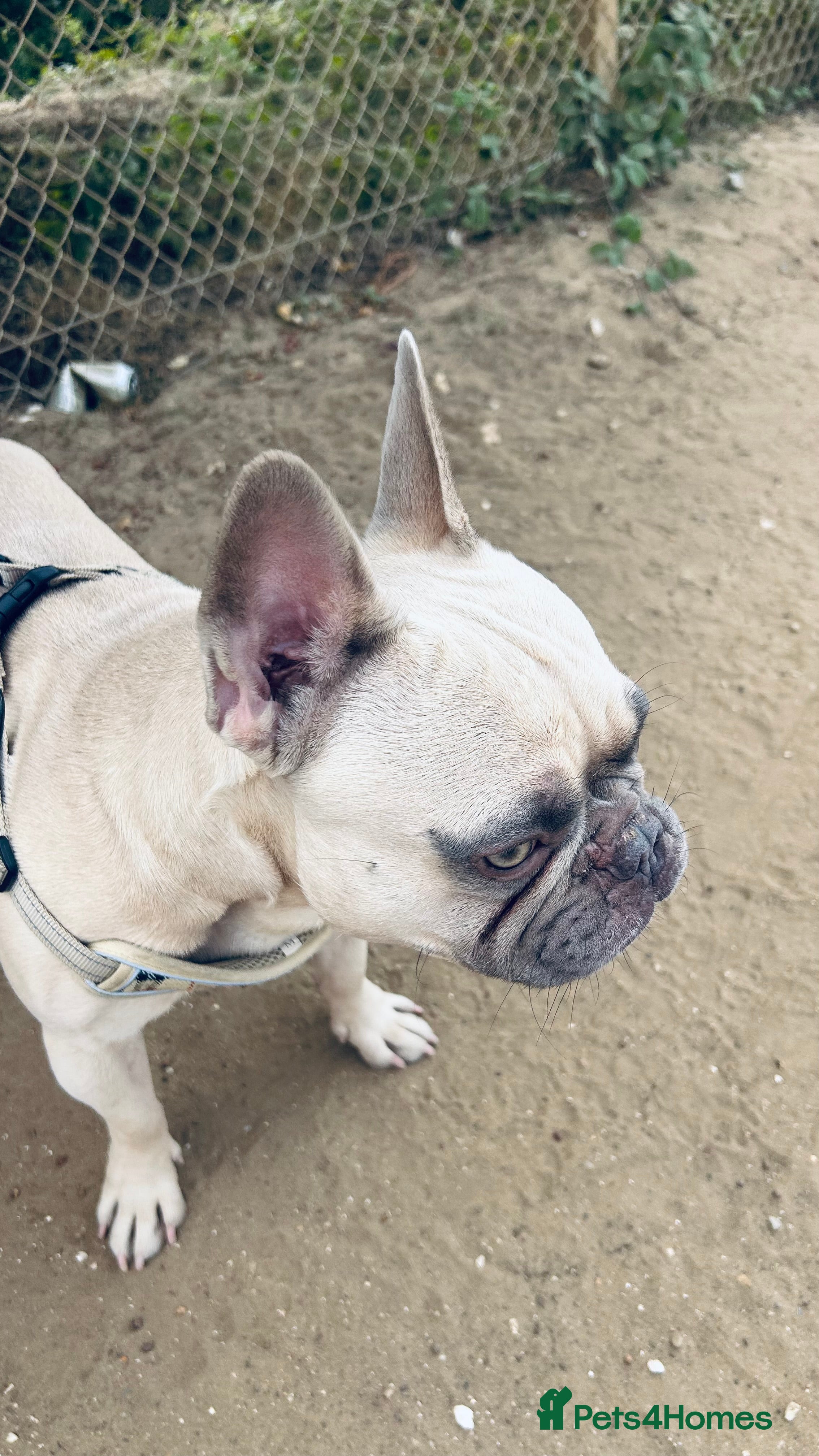 French Bulldog dogs Rehoming our Gorgeous boy  - Advert 1