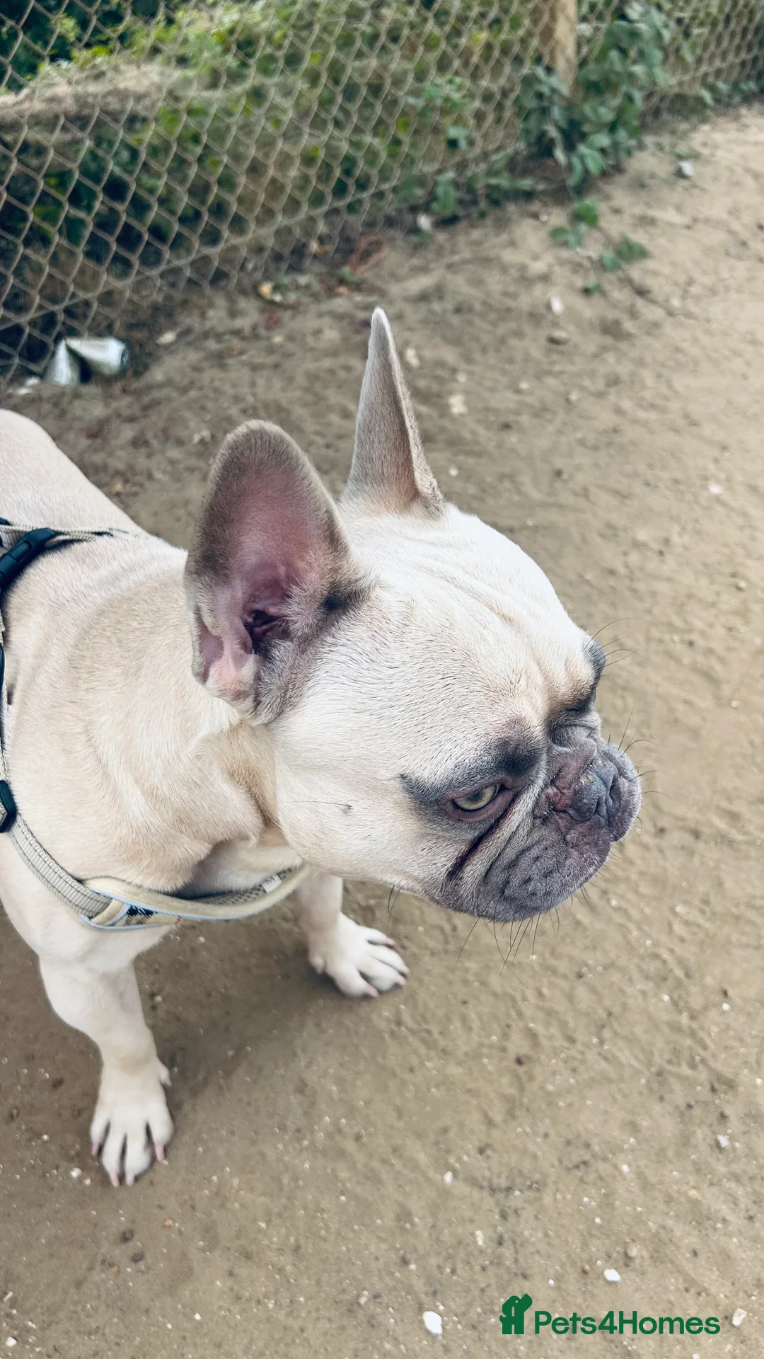 French Bulldog dogs for sale: Rehoming our Gorgeous boy  - Advert 1