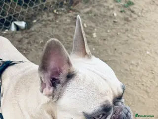 French Bulldog dogs Rehoming our Gorgeous boy - Advert 1