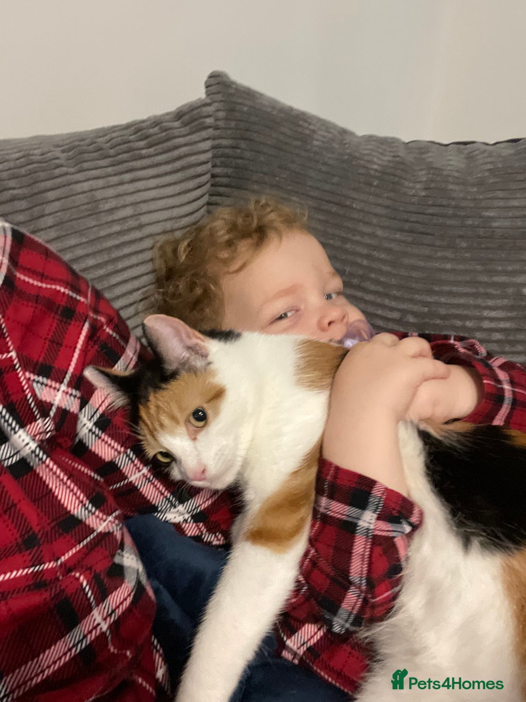 Domestic Shorthair cats for sale: female kitten - Advert 5