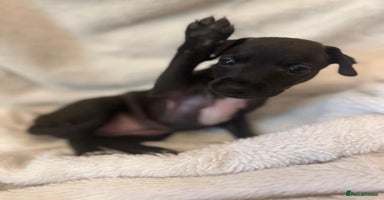Italian Greyhound dogs - Advert 11