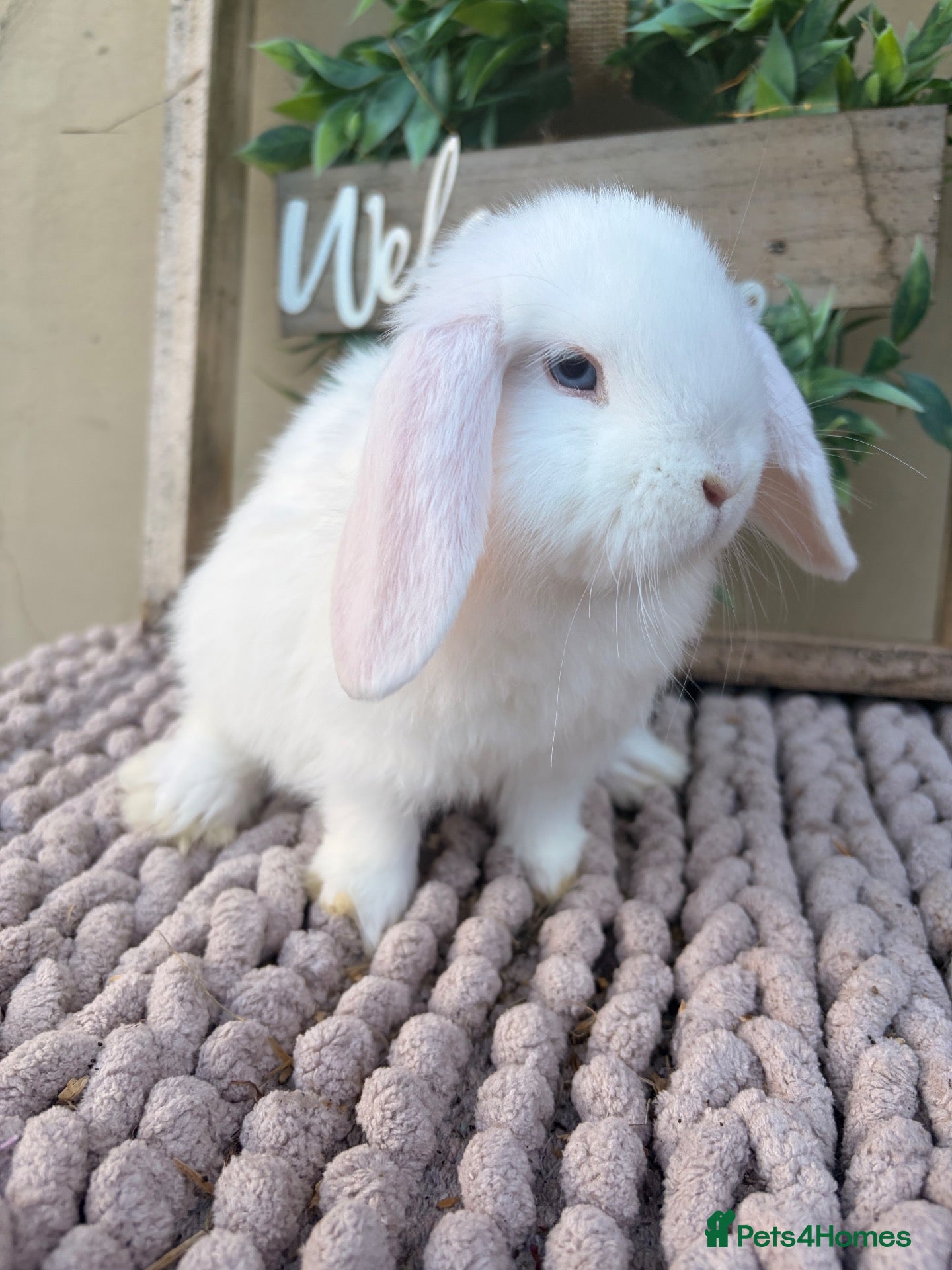 Mini Lop rabbits for sale: Beautiful mini lop babies - Advert 2