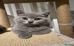 British Shorthair cats for sale: AVAILABLE NOW! British blue and kittens in Bracknell - Image 2