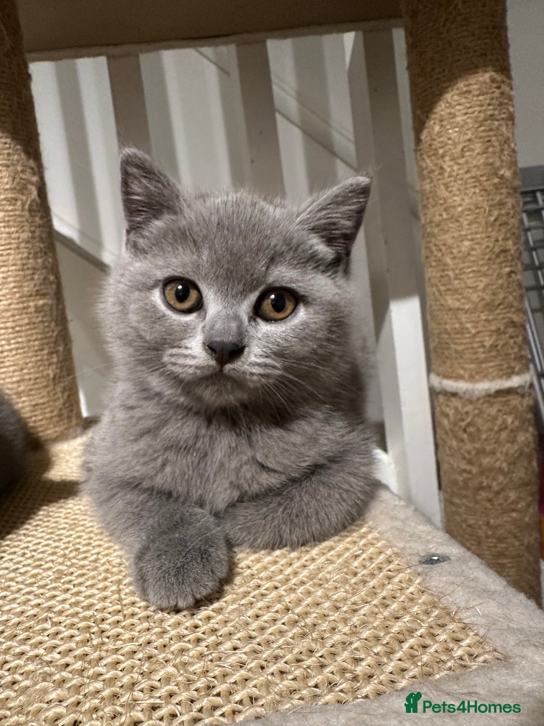 British Shorthair cats for sale: AVAILABLE NOW! British blue and kittens in Bracknell - Image 2