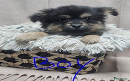 Pomchi dogs for sale: Pomchi puppies  - Advert 4