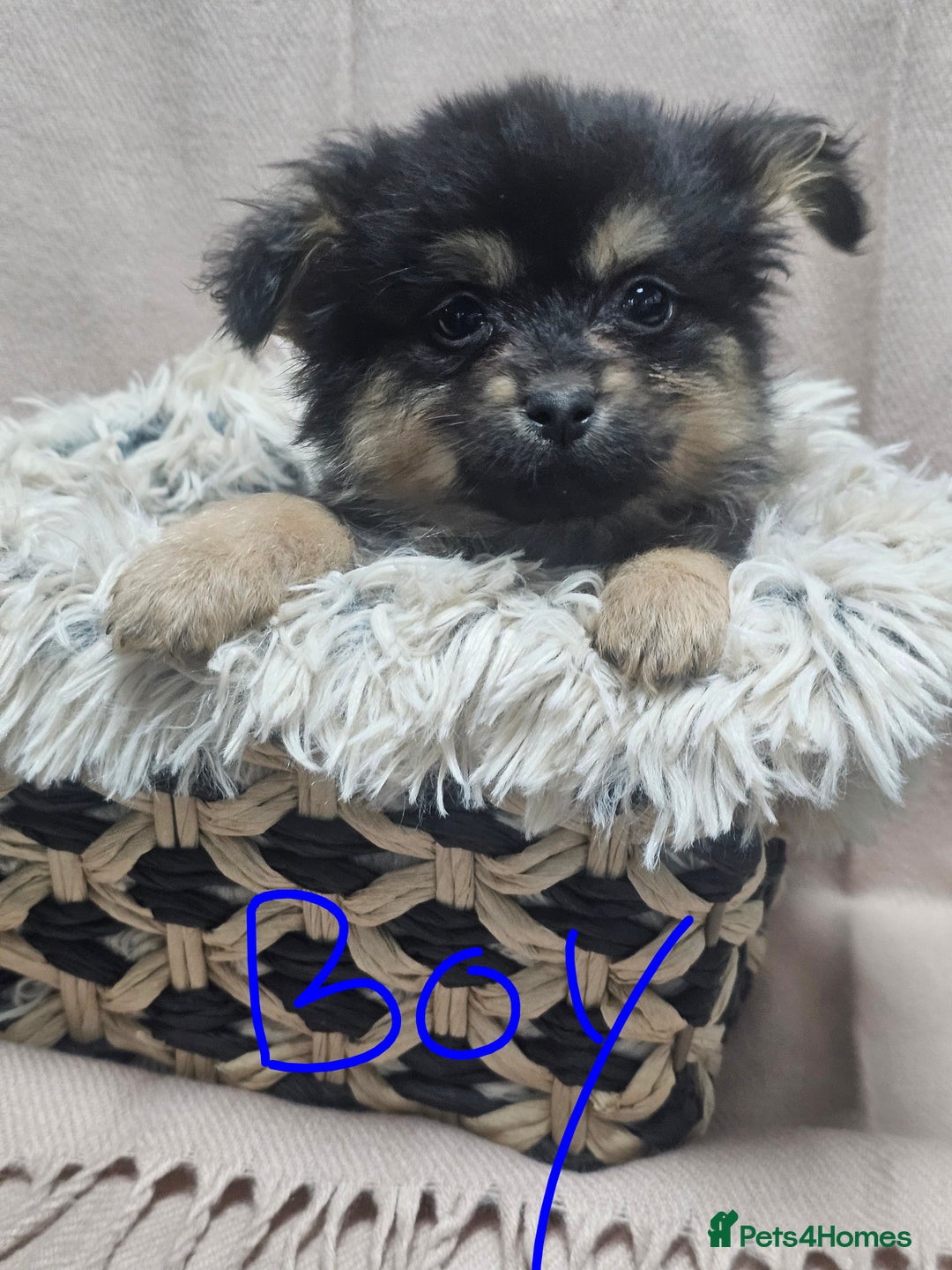 Pomchi dogs for sale: Pomchi puppies  - Advert 4