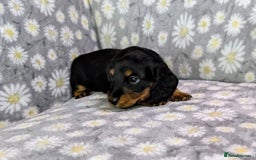 Miniature Dachshund dogs for sale: Mini Dachshund Puppies, Gorgeous Colours & Coats - Image 8