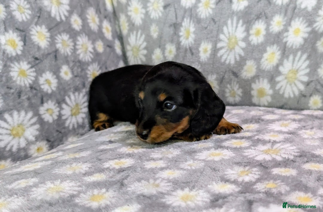 Miniature Dachshund dogs for sale: Mini Dachshund Puppies, Gorgeous Colours & Coats - Image 8