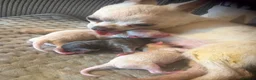 Chihuahua dogs for sale: Beautiful chihuahua boys  - Advert 1