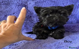 Yorkshire Terrier dogs for sale: Yorkshire Terrier puppies – very small, dad 1.2 kg - Image 4
