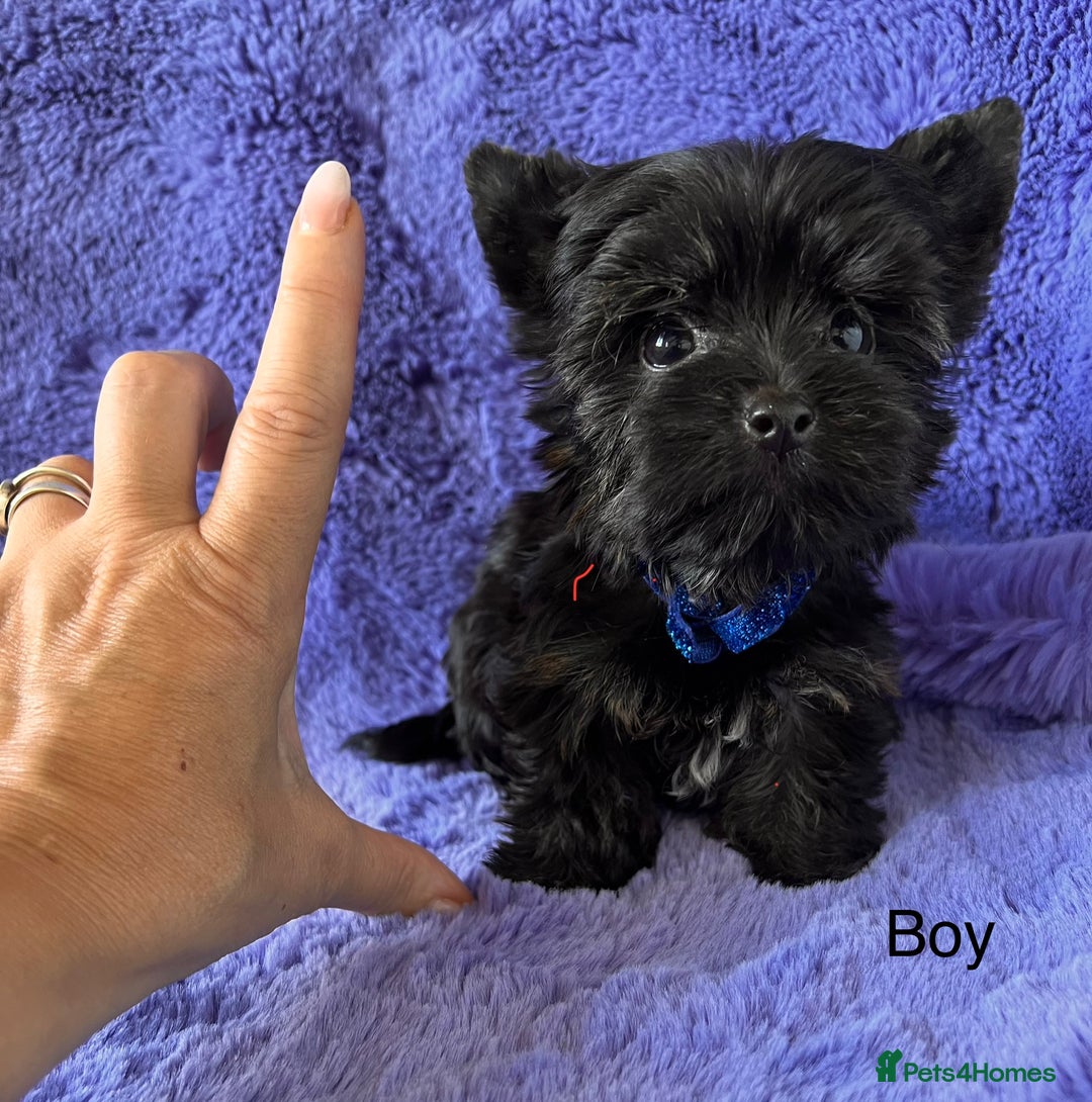 Yorkshire Terrier dogs for sale: Yorkshire Terrier puppies – very small, dad 1.2 kg - Image 4