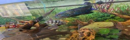 Plecos fish for sale: Tropical fish for sale in Macclesfield - Advert 3