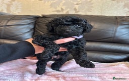 Toy Poodle dogs for sale: KC REG Purebred Stunning Toy Poodle Pups❤️  - Image 23