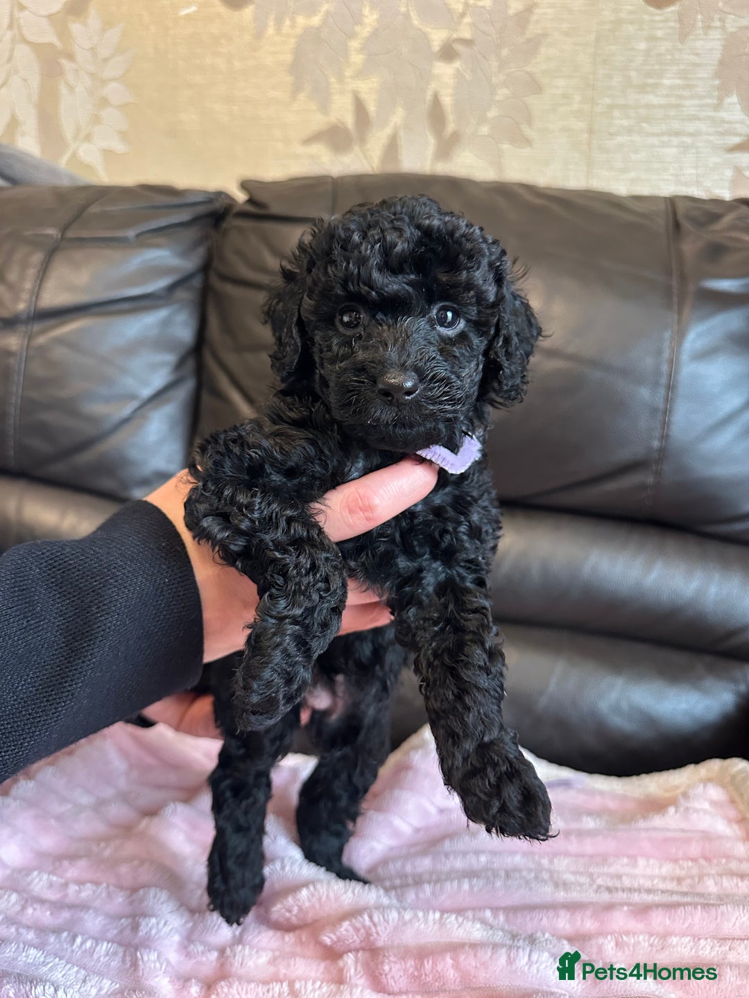 Toy Poodle dogs for sale: KC REG Purebred Stunning Toy Poodle Pups❤️  - Image 23