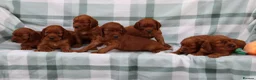 Irish Setter dogs for sale: Confident loving Irish Setter puppies  - Advert 10