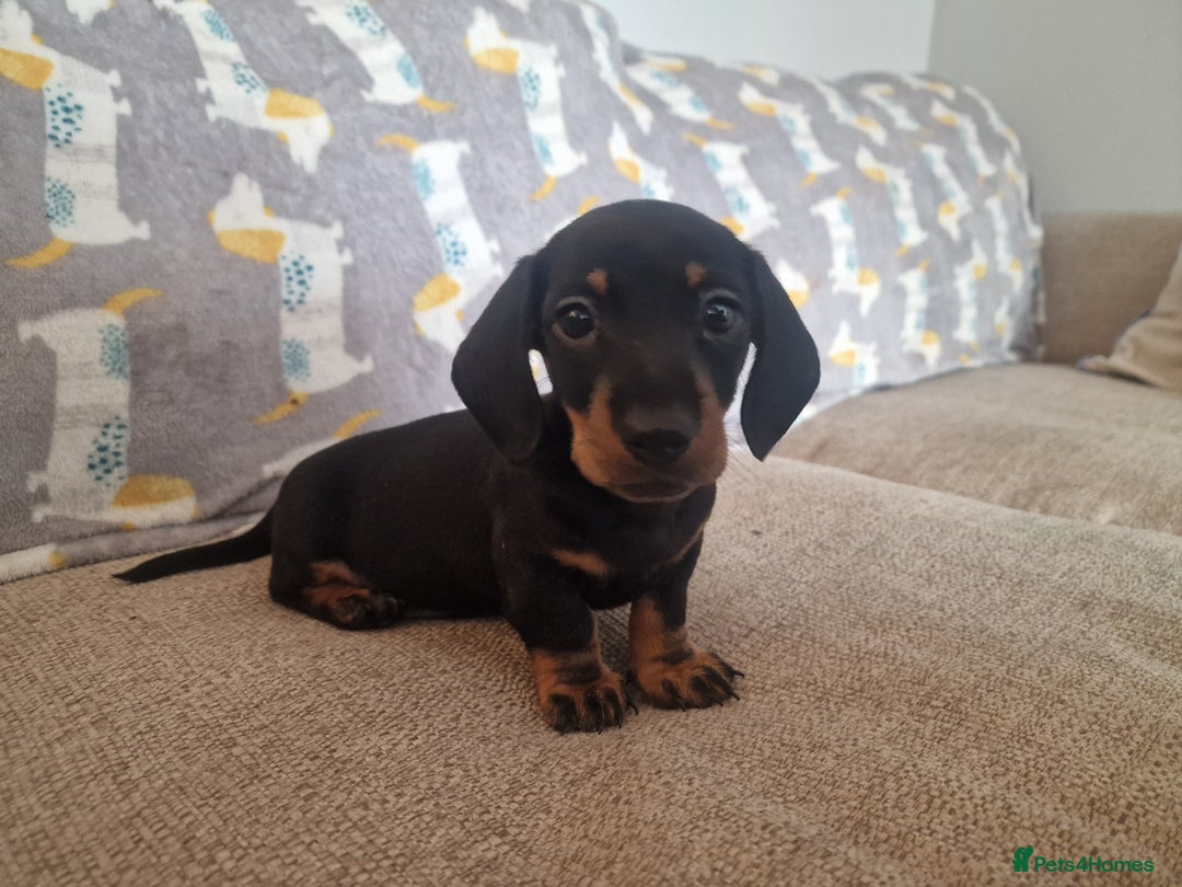 Miniature Dachshund dogs for sale: **ready now* KC registered mini Dachshund puppy - Image 1