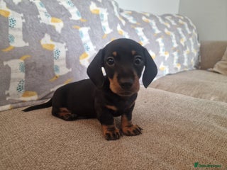 Miniature Dachshund dogs - Advert 13