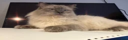 Ragdoll cats for sale: Six half ragdoll kittens, four black, two ginger - Advert 24