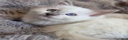 Ragdoll cats for sale: 🏆GCCF REG. EXTENSIVELY TESTED RAGDOLL KITTENS 🌟 - Advert 13