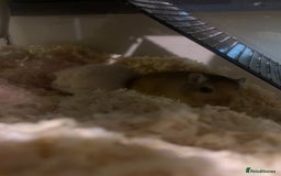 Gerbil rodents for sale: 3 male gerbils - Image 15