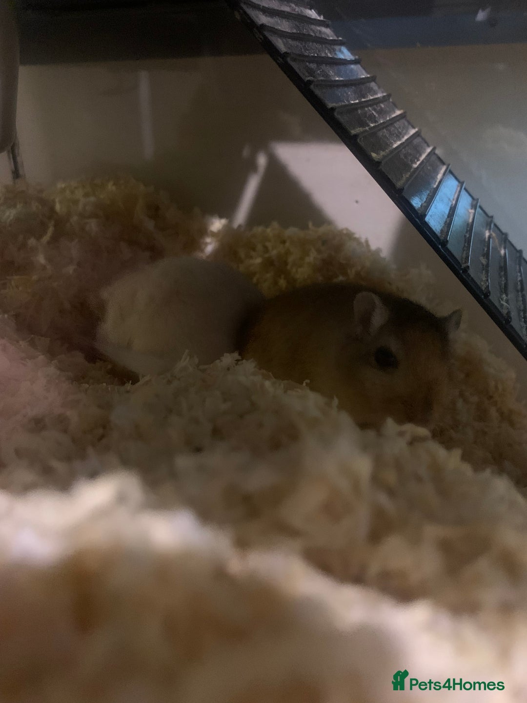 Gerbil rodents for sale: 3 male gerbils - Image 15
