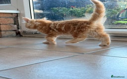 Maine Coon cats for sale: 🐾 Maine Coon Kittens X needing forever home 🐾 - Image 19