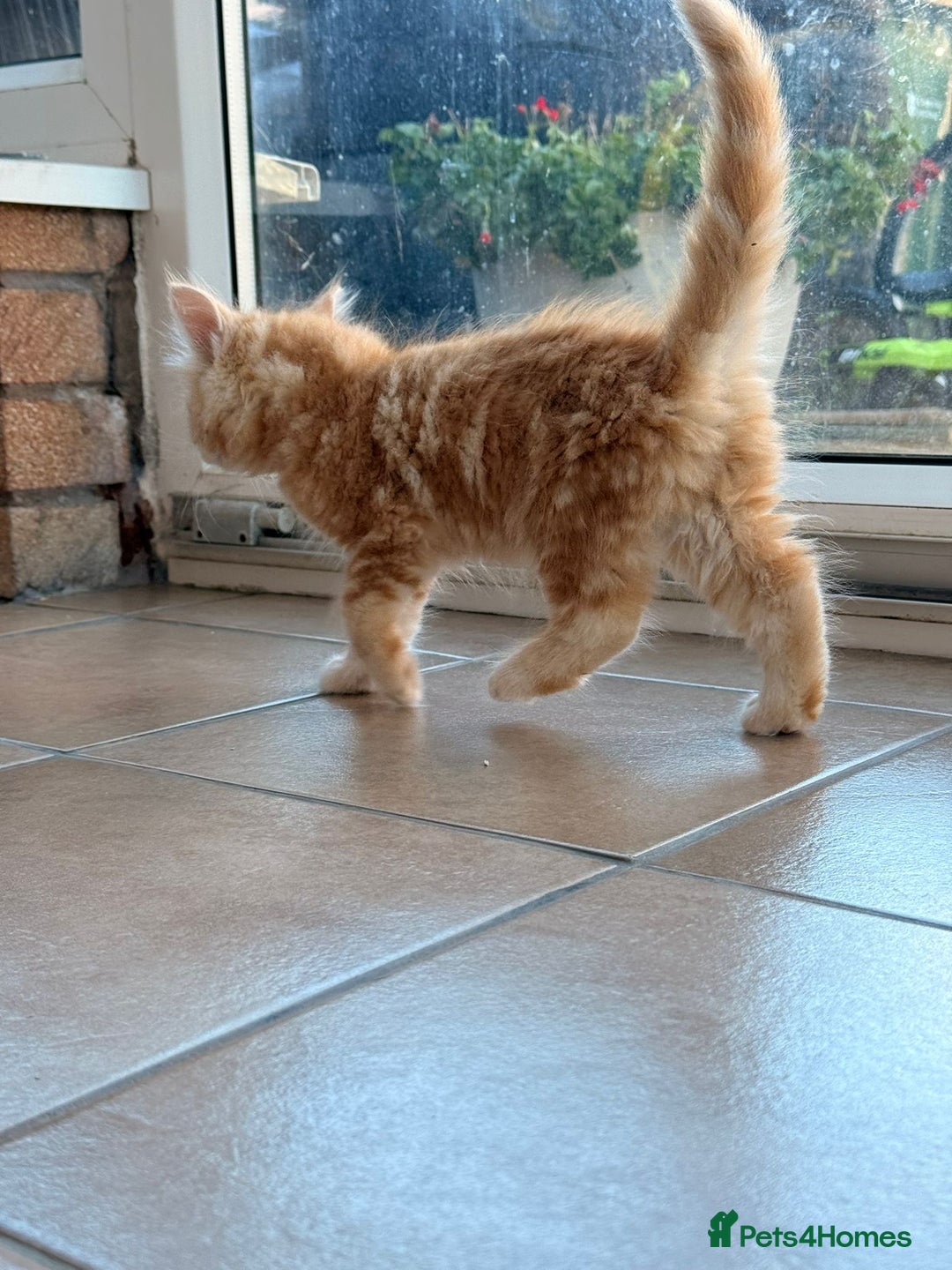 Maine Coon cats for sale: 🐾 Maine Coon Kittens X needing forever home 🐾 - Image 19