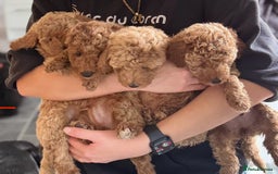Miniature Poodle dogs for sale: Stunning Miniture Poodles - Image 2