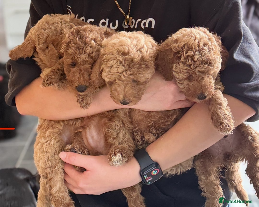Miniature Poodle dogs for sale: Stunning Miniture Poodles - Image 2