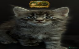 Maine Coon cats for stud: European Championship Carries Shaded GCCF & TICA - Advert 8