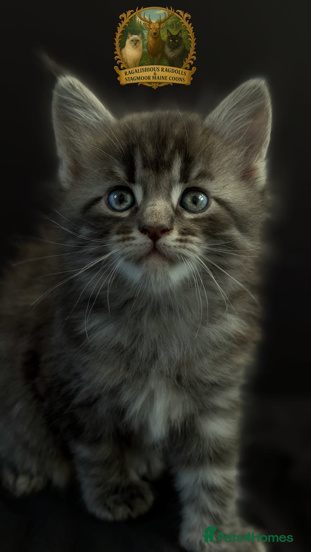 Maine Coon cats for stud: European Championship Carries Shaded GCCF & TICA - Advert 8