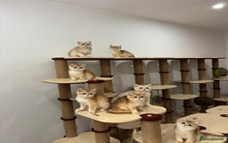 British Shorthair cats for sale: British Shorthair Golden kittens    - Image 36