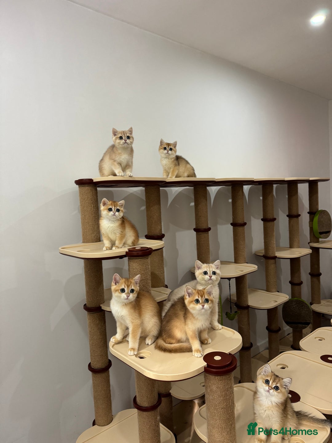 British Shorthair cats for sale: British Shorthair Golden kittens    - Image 36