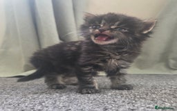 British Longhair cats for sale: Long haired kittens looking for 5* homes - Image 4