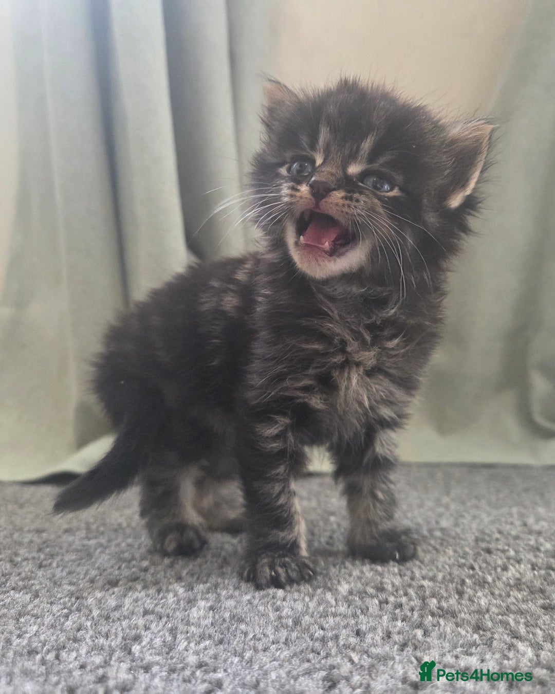 British Longhair cats for sale: Long haired kittens looking for 5* homes - Image 4