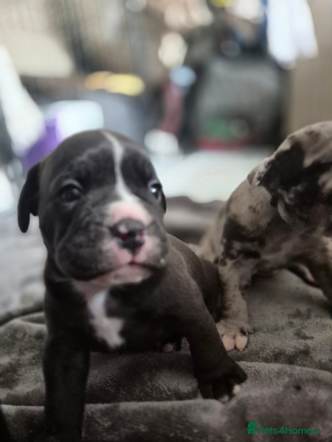 Olde English Bulldogge dogs for sale: STUNNING LITTER OF OLD ENGLISH BULLDOGS 😍  - Image 4